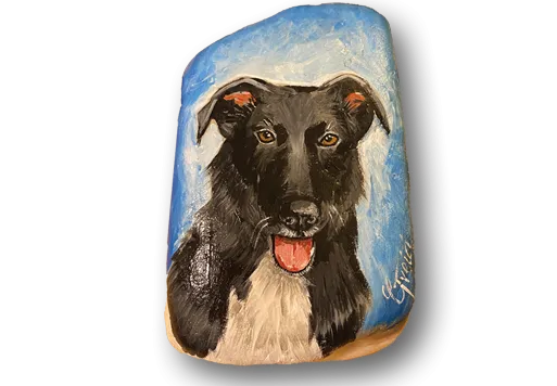 black-and-white-dog-1.webp